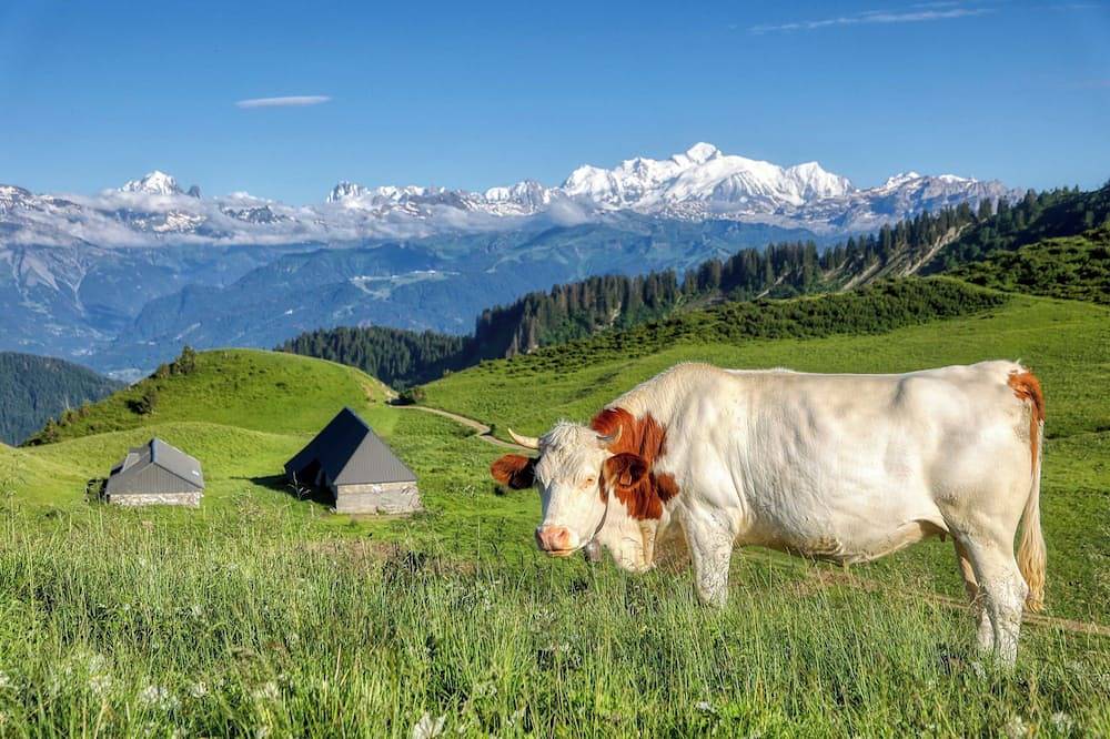 Geheel appartement, ⛰🌱 Cozy Studio in Praz-de-Lys – Mont Blanc View and Private Pool 🌞 in Praz de Lys, Taninges