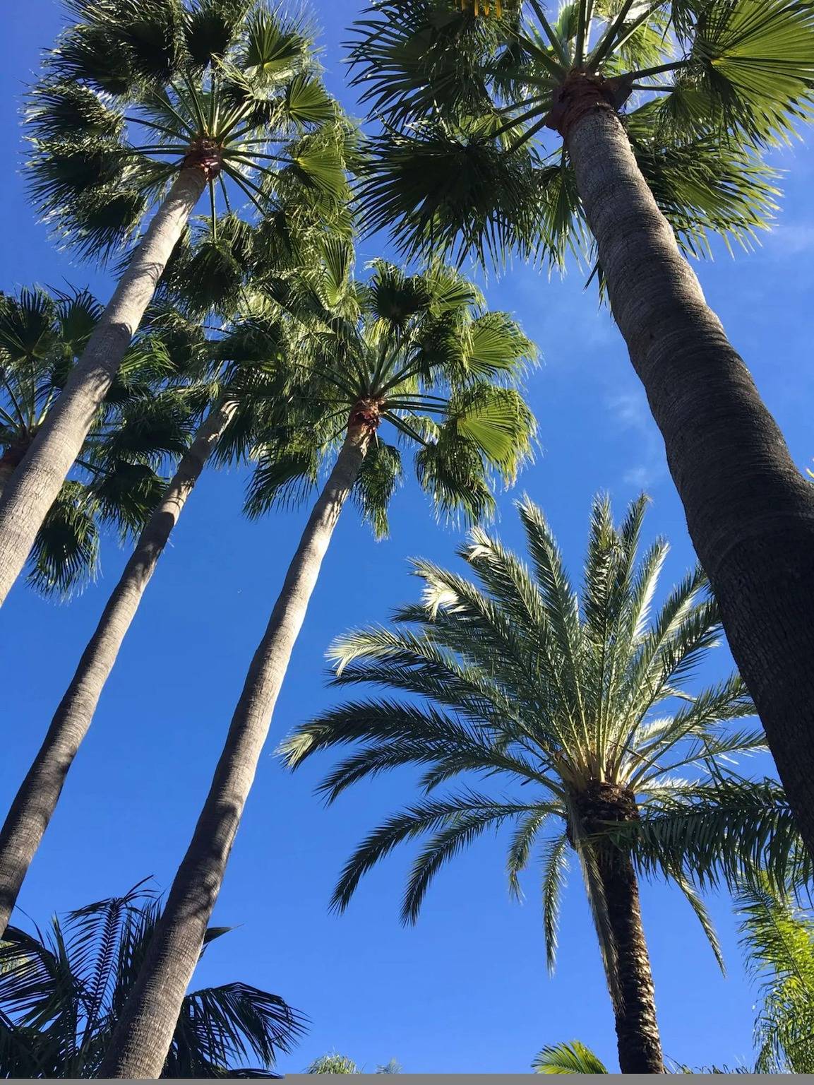 Villa in palm tree plantation, near the beach. in Marbella West, Marbella