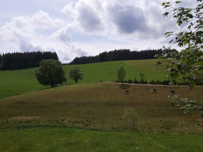 Ganze Ferienwohnung, Unterfallengrundhof - Ferienwohnung, 67 qm, Balkon, 1 Schlafraum, max. 4 Personen in Furtwangen, Südschwarzwald