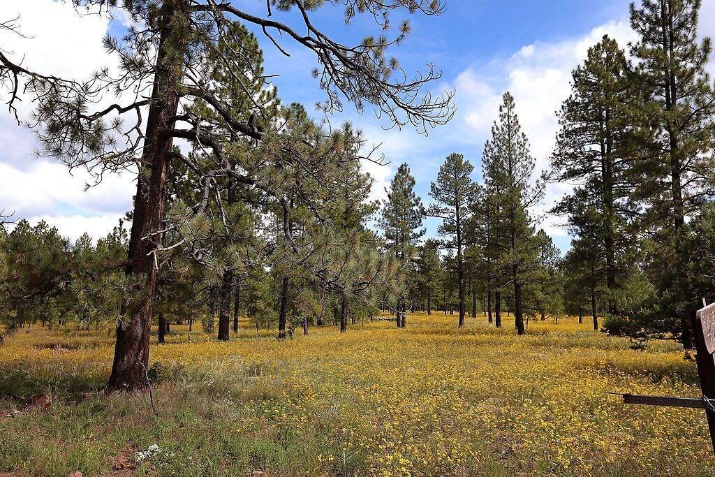 Munds Park Deer Run Retreat welcomes your family and dog! in Munds Park, Oak Creek Canyon