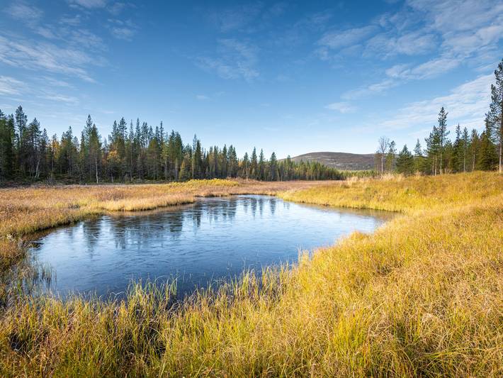 Kelosaajo in Lappland