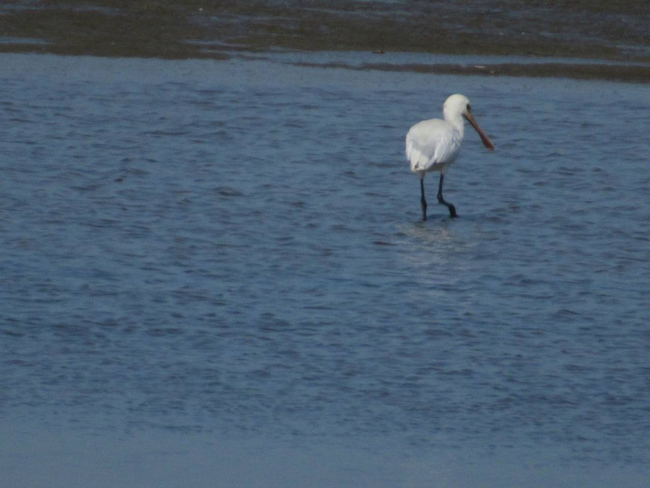 Ganze Wohnung, Gemütliches Mobilheim mit 3 Schlafzimmern in Goedereede, Goeree-Overflakkee