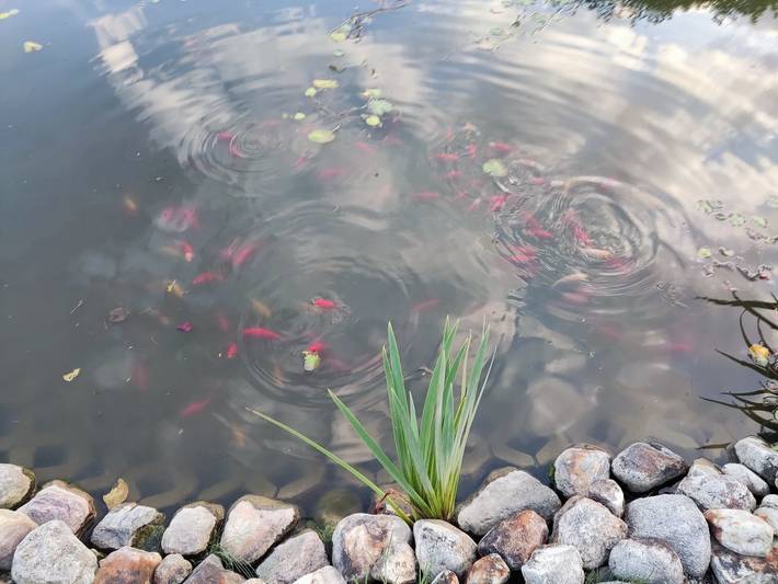 Ferienhaus für 5 Personen, mit Garten an der Müritz - 4