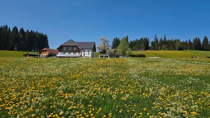 Cottage pour 2 personnes, avec jardin, animaux acceptés à Titisee-Neustadt