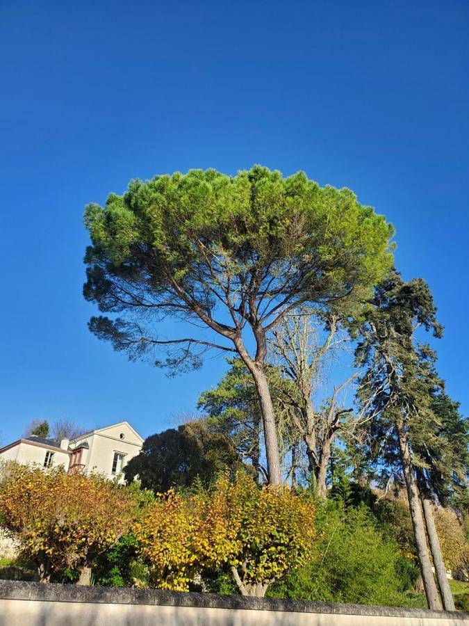 Location de vacances pour 6 personnes, avec vue et jardin à La Chapelle-sur-Loire - 3