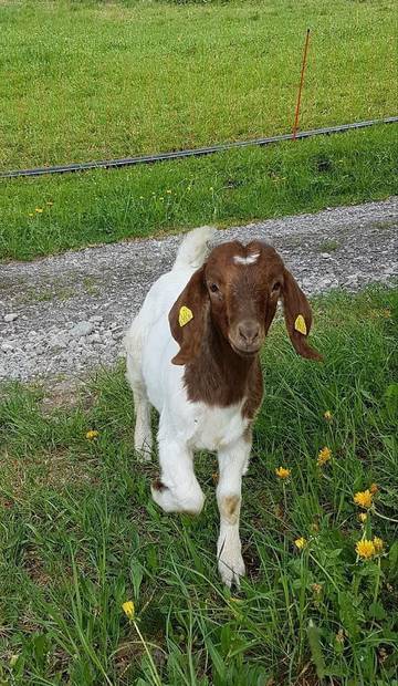 Bauernhof für 5 Personen in Marbach, Westalpen, Bild 2