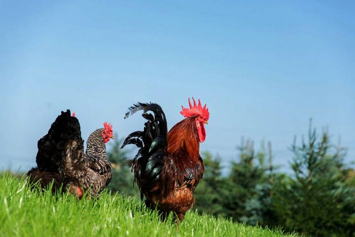 Bauernhof für 4 Personen, mit Terrasse und Garten in Elbe-Weser - 4