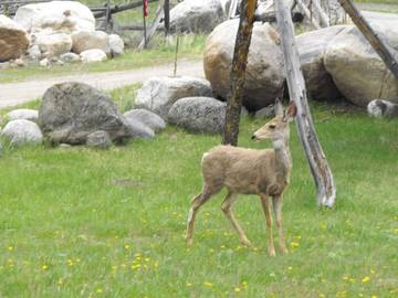 Log Cabin for 6 People in Cody (WY), Absaroka Range, Photo 4