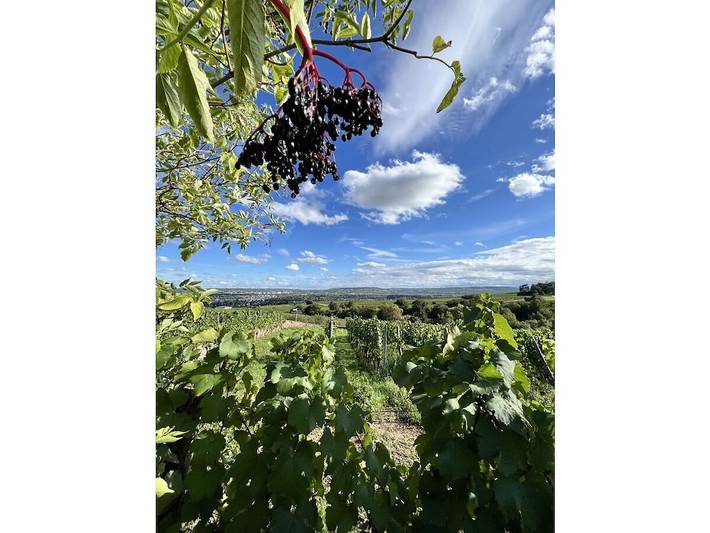 Ferienhaus für 13 Personen, mit Terrasse und Garten im Rheingau - 2