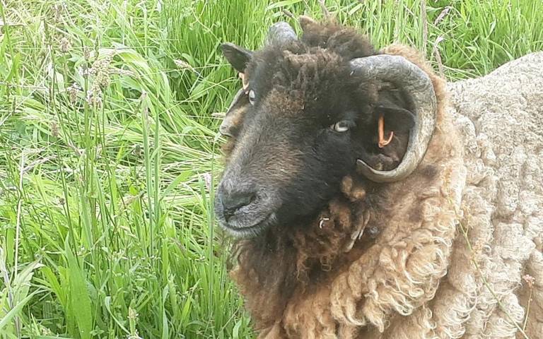 Chambre d’hôte pour 2 personnes, avec jacuzzi ainsi que jardin et piscine dans Mayenne - 3