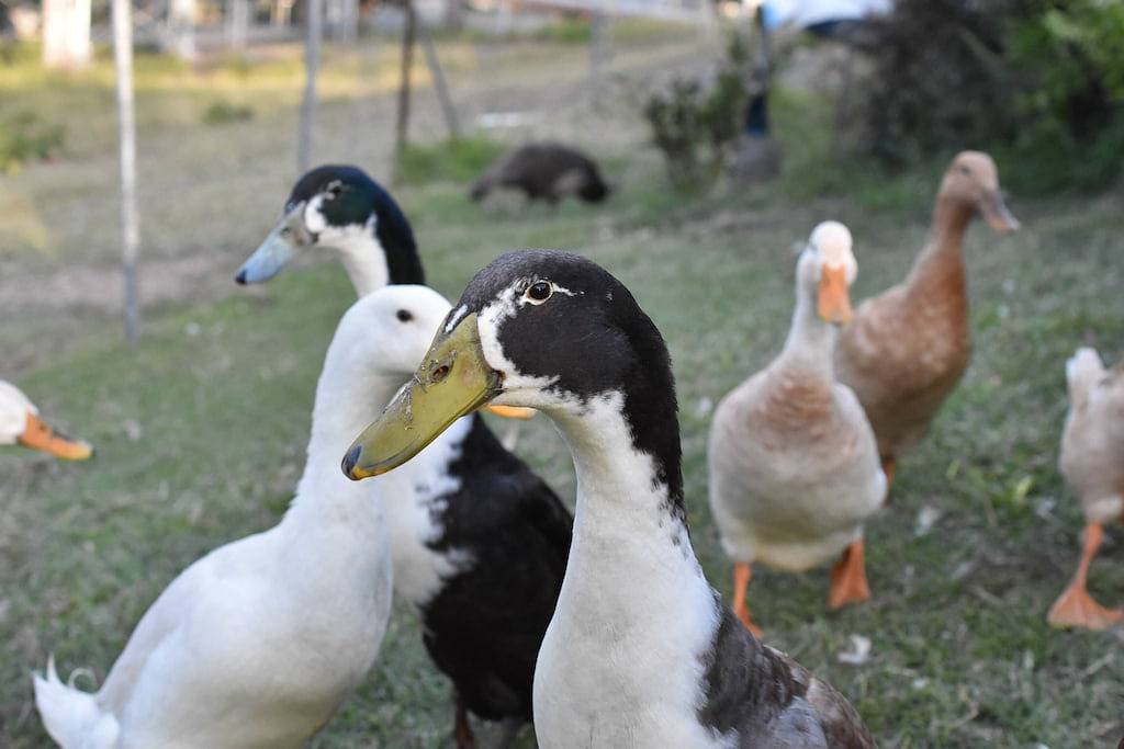 Der Schuppenumbau mit Whirlpool mit herrlichem Blick @ Gold Coast Tree Houses in Queensland