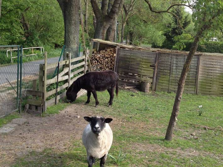 Ferienwohnung für 5 Personen, mit Garten, kinderfreundlich an der Müritz - 2