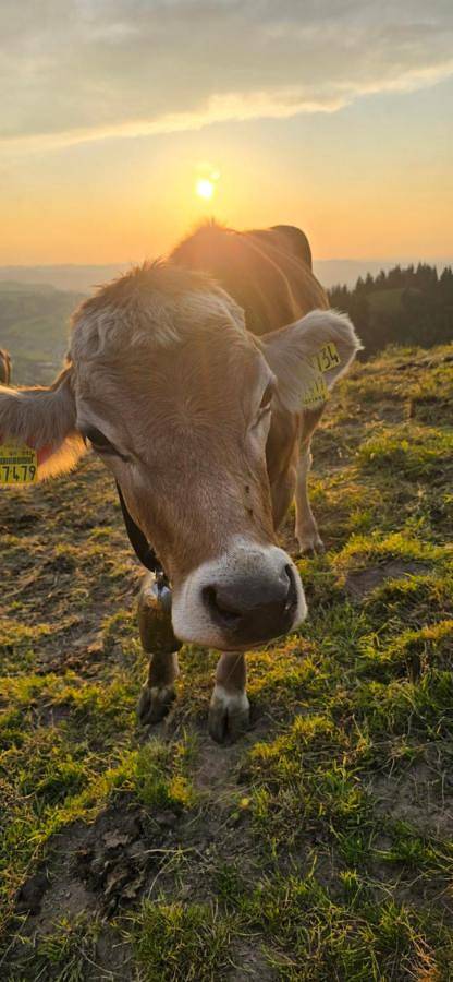 Erd´s Hoimatle in Jungholz, Bayerische Alpen