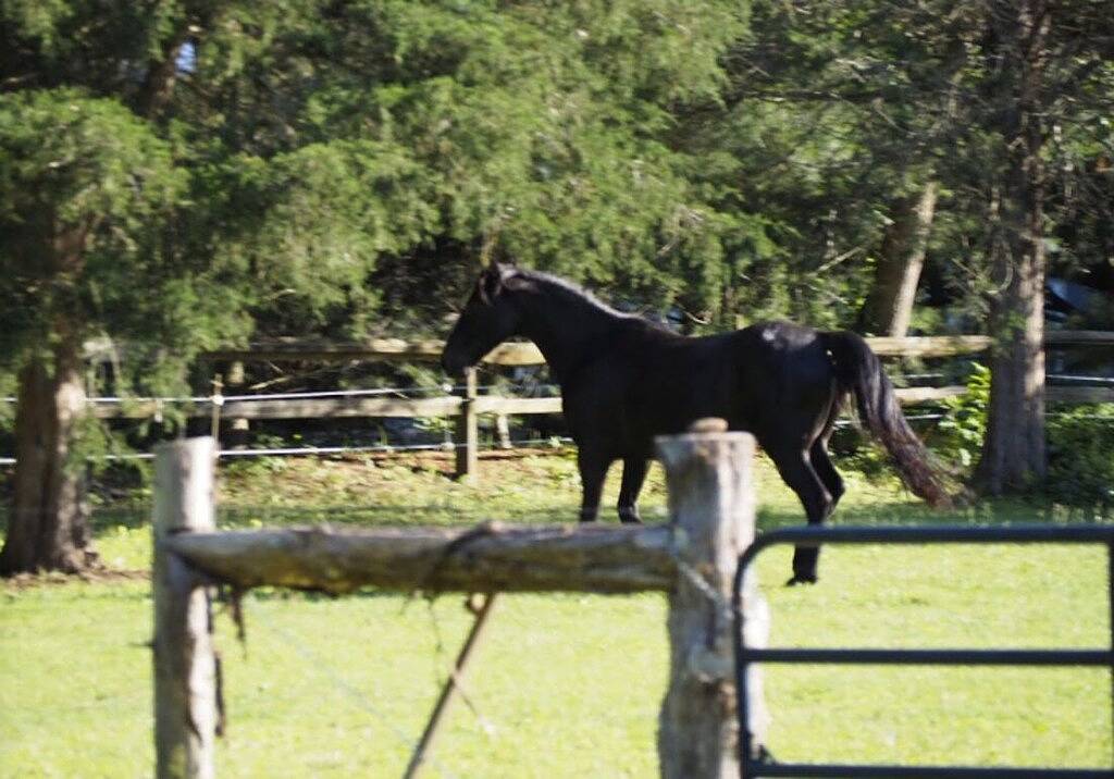 Genießen Sie einsame sternenklare Nächte! In der Nähe von Luray, Hottub, Wifi, Handicap, Kamin in Page County