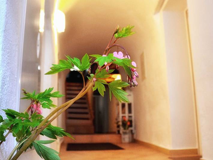 Ferienwohnung, mit Garten in Altstadt von Görlitz - 2