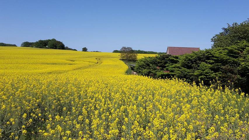 Bungalow für 2 Personen, mit Terrasse in Binz - 4