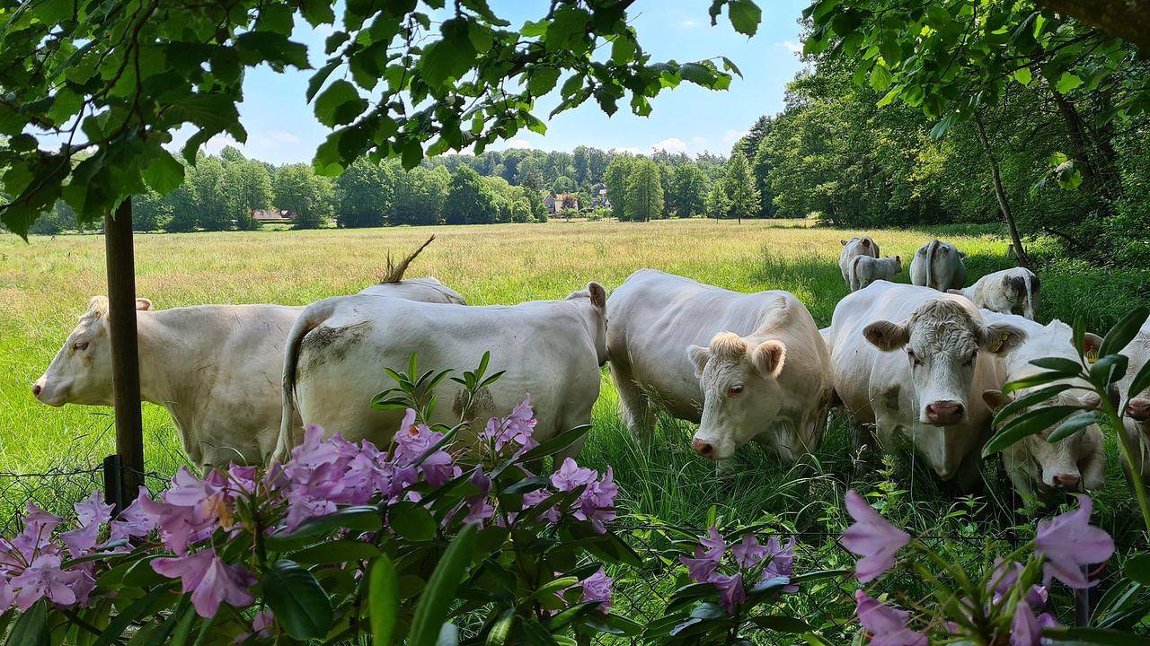 Ganze Ferienwohnung, Ferienwohnung für 4 Personen (78 m²) in Walsrode in Walsrode, Landkreis Heidekreis