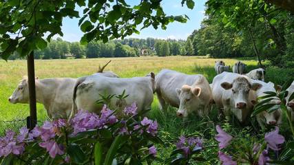 Ferienwohnung für 4 Personen in Walsrode, Landkreis Heidekreis, Bild 4