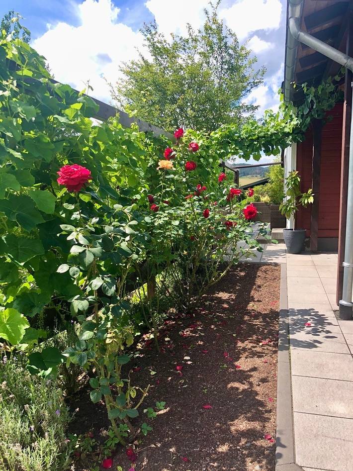 Ganze Wohnung, Urlaubsoase im Edertal - Ferienhaus mit Klavier, Garten und Terrasse in Bad Berleburg, Kreis Siegen-Wittgenstein