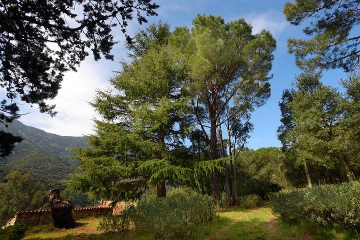 Le mas des cistes in Sorède, Región Céret