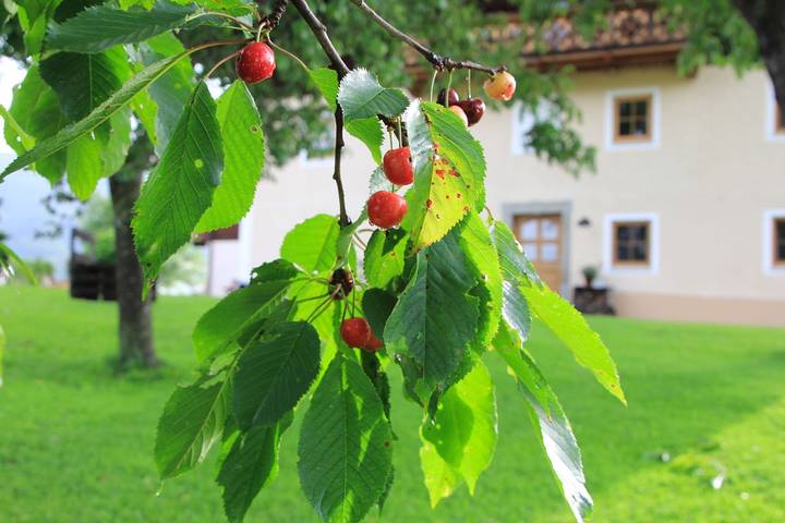 Ferienwohnung für 6 Personen, mit Garten in Teisendorf - 4
