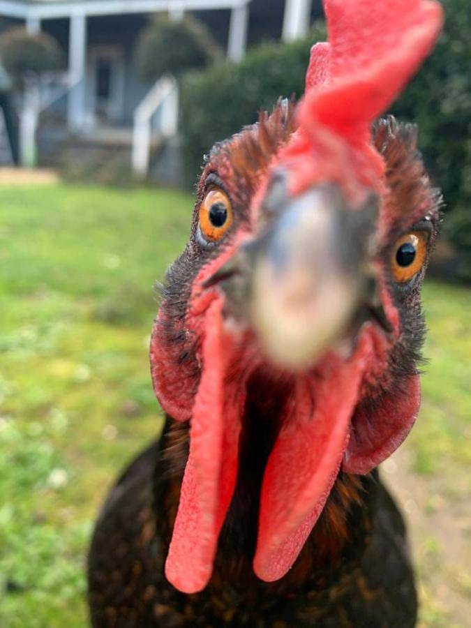 Villa voor 6 personen, with tuin and kinderzwembad as well as zwembad in Victoria