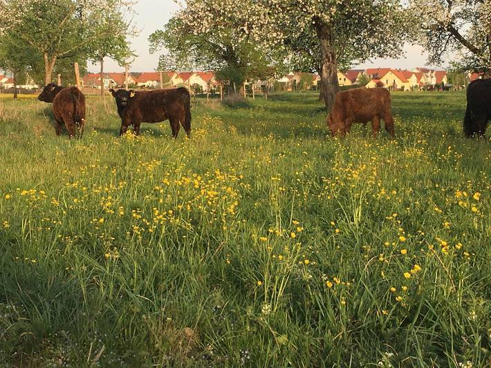 Ganze Ferienwohnung, Ferienhof Weber Nieratz - Ferienwohnung Bergblick in Wangen im Allgäu, Region Bodensee-Oberschwaben