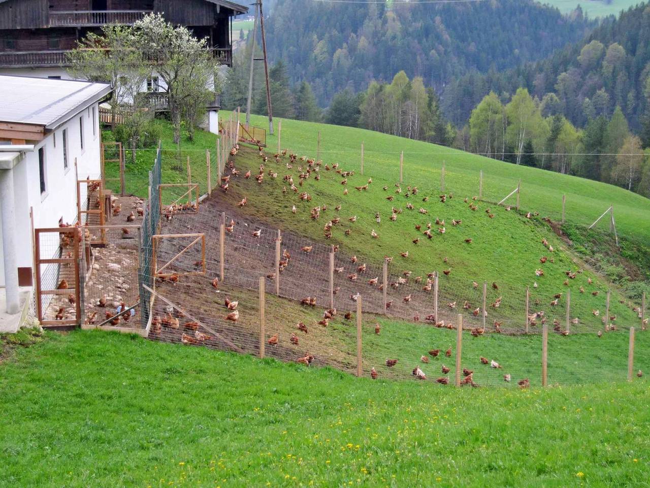 Ganze Ferienwohnung, Bauernhaus Enterhof - Ferienwohnung Enterhof in Steinberg am Rofan, Kaisergebirge