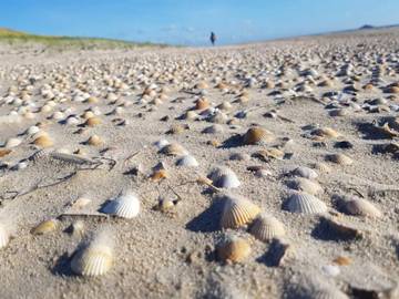 Ferienhaus für 25 Personen in Sønderstrand, Havneby, Bild 4