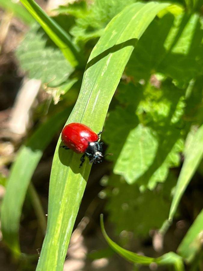 Location de vacances pour 2 personnes, avec jardin et vue, animaux acceptés à Saint-Quirin - 2