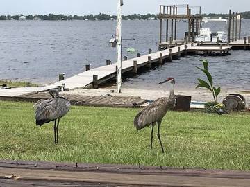 Bed And Breakfast for 3 Guests in Sebring, Central Florida, Picture 2
