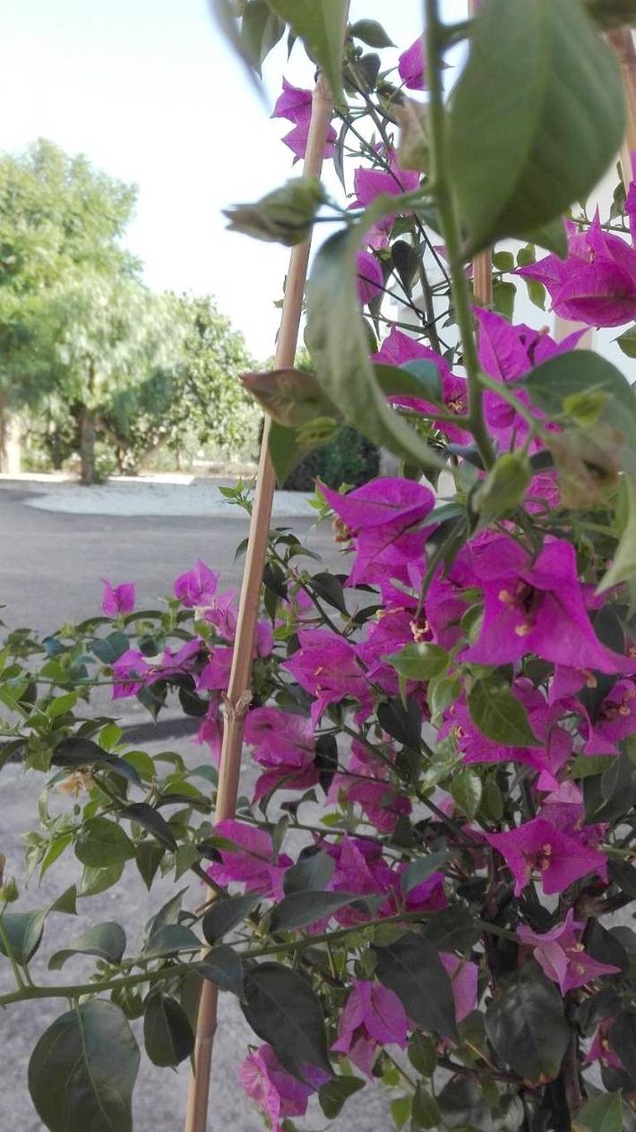 Location de vacances pour 6 personnes, avec vue et jardin à Impalata - 2