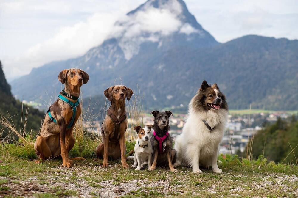 Ferienhaus Kaiserblick  125 qm für max. 6 Personen und 3 Hunde in Kiefersfelden, Landkreis Rosenheim
