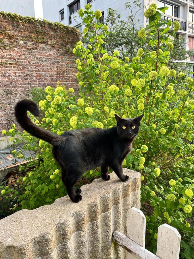 Chambre d’hôte pour 4 personnes, avec jardin et vue à Paris - 2