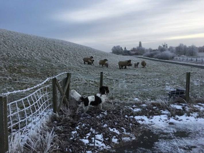 Ferienhaus für 4 Personen, mit Terrasse und Garten, mit Haustier in Ostfriesland - 3