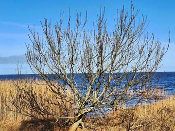 Ferienhaus für 6 Personen in Hemmet, Dänemark an der Nordsee, Bild 1