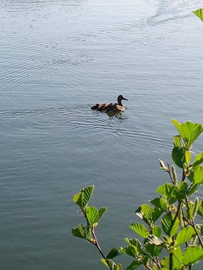 Gîte pour 8 personnes, avec vue et jardin, animaux acceptés à Moutiers-sous-Chantemerle - 4