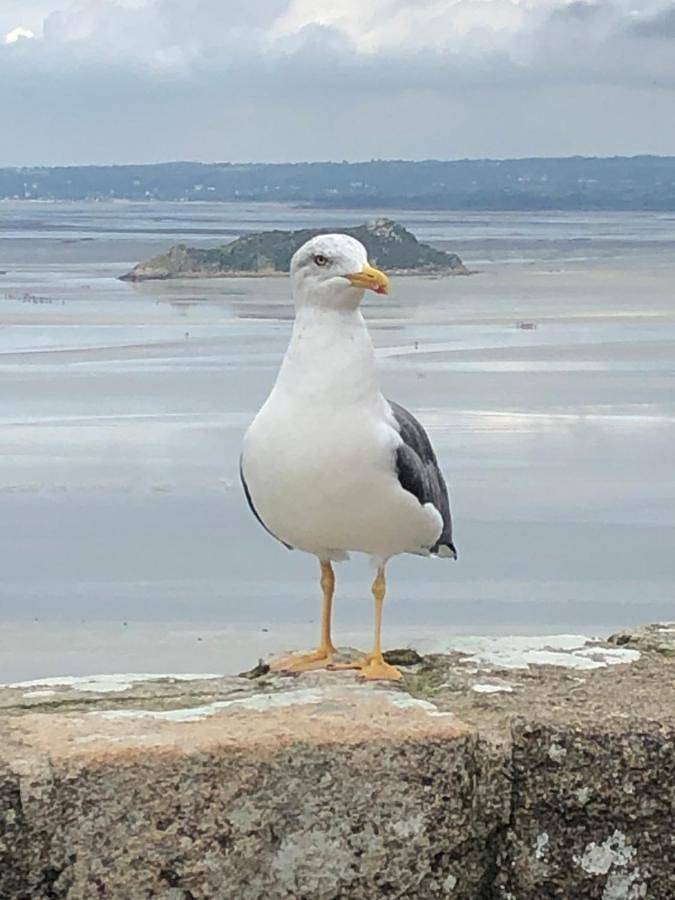 Chambre d’hôte pour 2 personnes, avec sauna ainsi que jacuzzi et jardin en Ille-et-Vilaine - 4