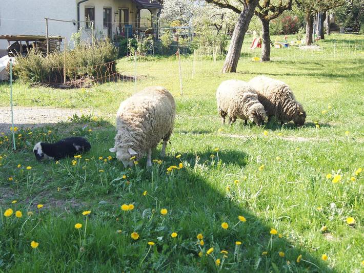 Ganze Ferienwohnung, Ferienwohnung im Obstgarten - Ferienwohnung Apfelblüte in Achberg, Region Bodensee-Oberschwaben
