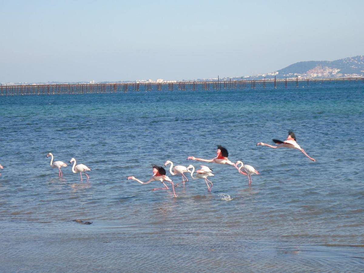 Deluxe Double Room in Marseillan, Côte méditerranéenne (France)
