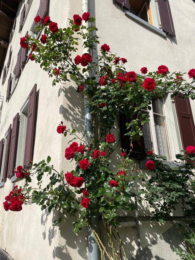 Chambre d’hôte pour 14 personnes, avec terrasse ainsi que jardin et vue en Suisse - 4