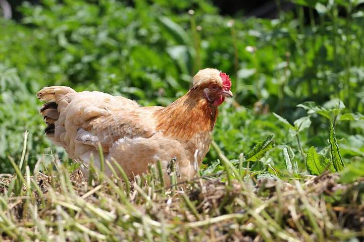 Bauernhof für 7 Personen, mit Garten und Balkon in Schenna