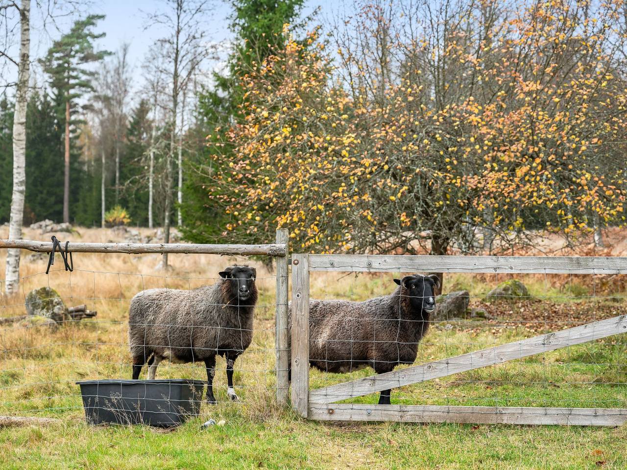 Mjuamåla in Eringsboda, Svenska Östersjön