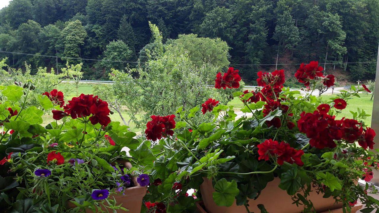 Ganze Ferienwohnung, Ferienwohnung für 2 Personen (30 m²) in Schuttertal in Schuttertal, Mittlerer Schwarzwald