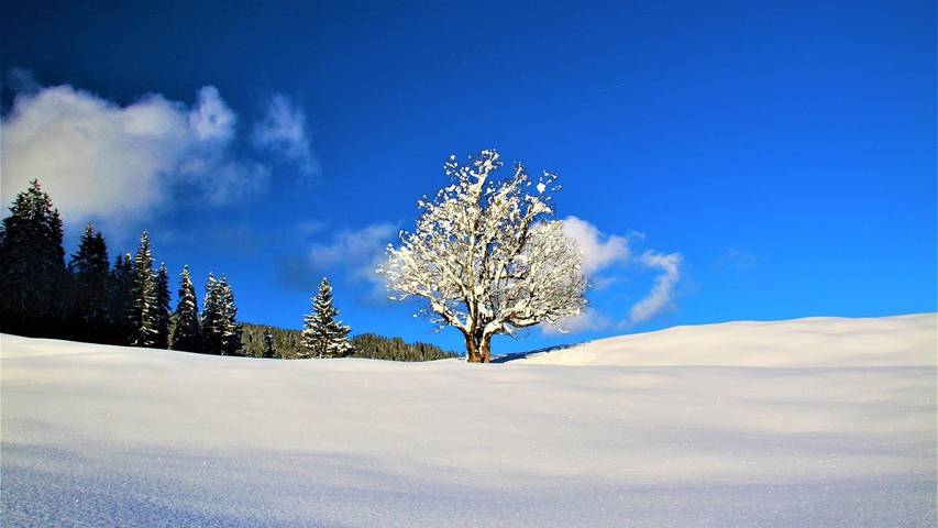 Ferienhaus für 4 Personen, mit Garten, mit Haustier in Vorarlberg - 3