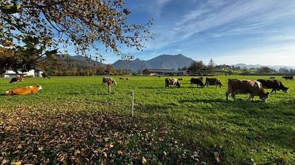 Vakantiewoning voor 4 Personen in Salzkammergut Mountains, Strobl, Afbeelding 4