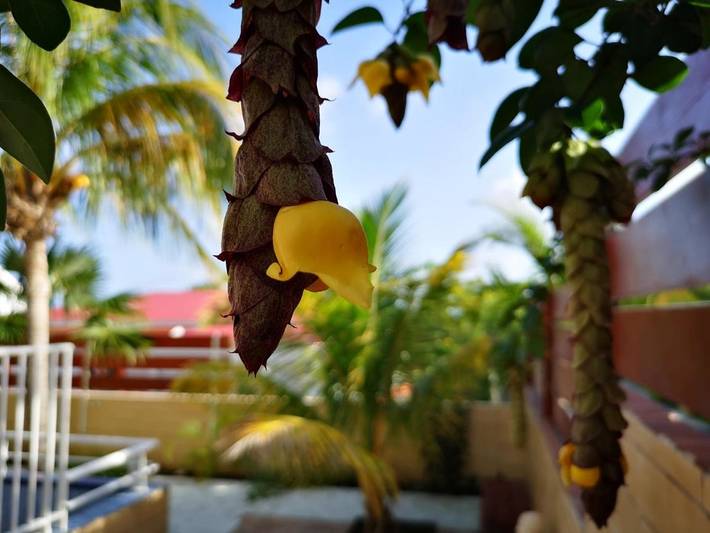 Maison d’hôte pour 6 personnes, avec jardin et terrasse dans Marie-Galante - 4