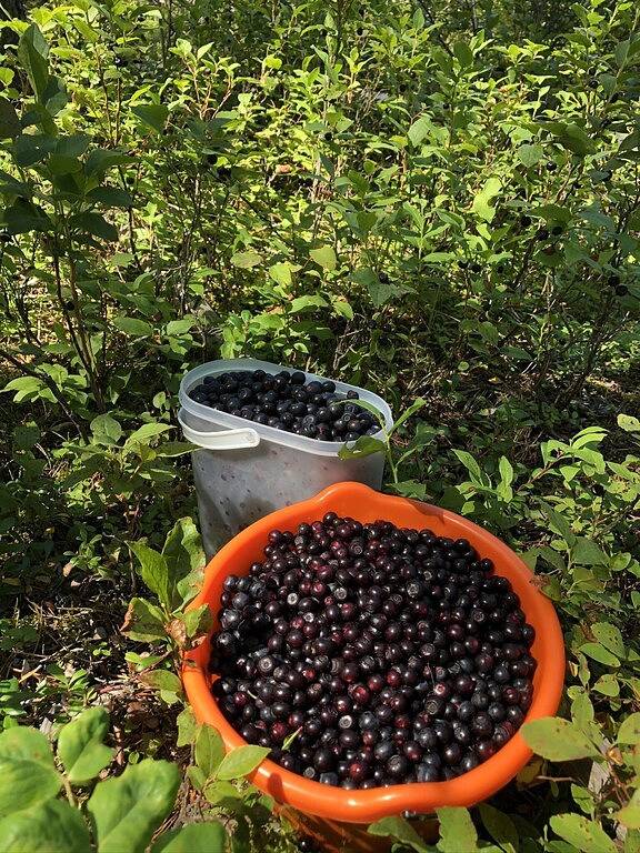 Chalet for 6 people, with hot tub and balcony in Glacier National Park