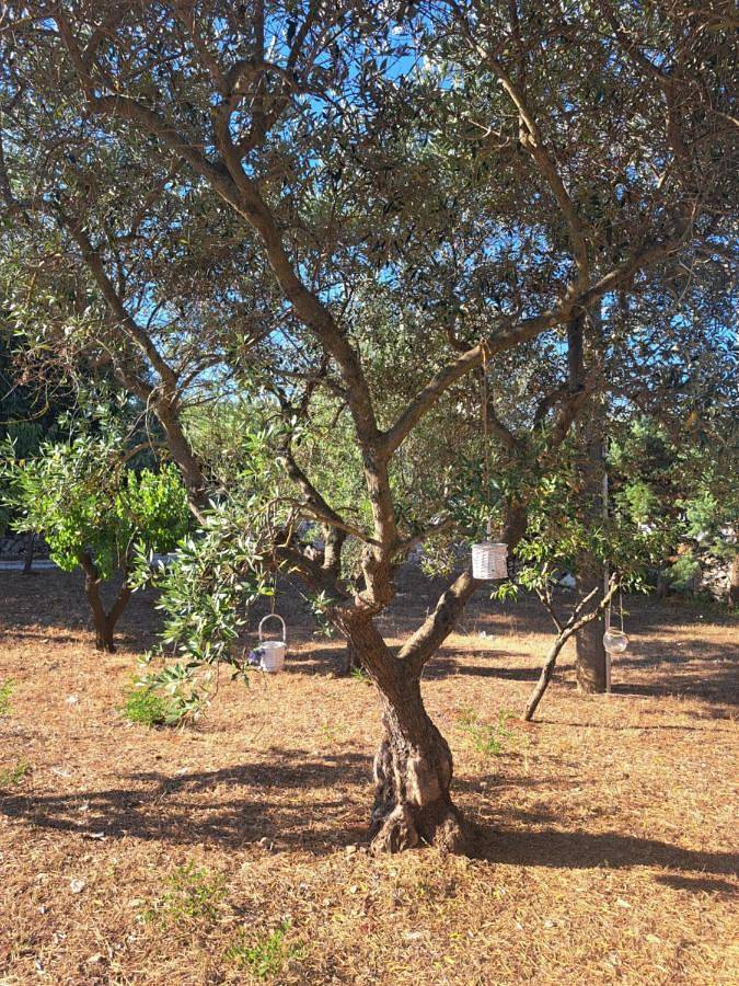 Maison d’hôte pour 4 personnes, avec terrasse ainsi que vue et jardin à Locorotondo - 4