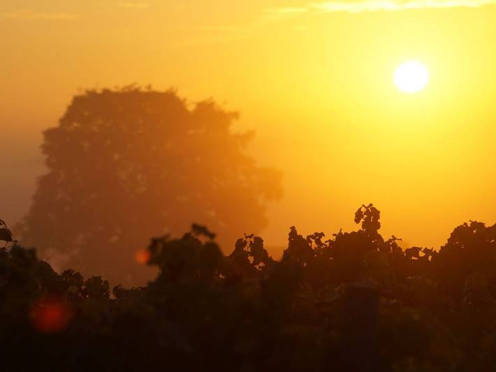 Ferienwohnung für 6 Personen in Bingen am Rhein
